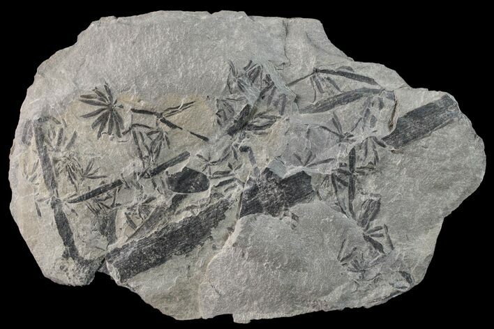 Pennsylvanian Fossil Horsetail (Annularia) Plate - Kentucky #160250